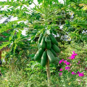 Đu Đủ Xanh Tự Nhiên – Trái Tươi Mỗi Ngày