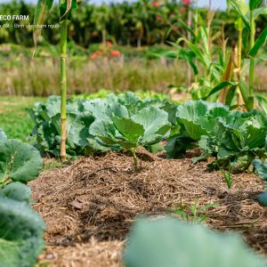 Rau Xà Lách Tươi – Rau Sạch Từ Vườn