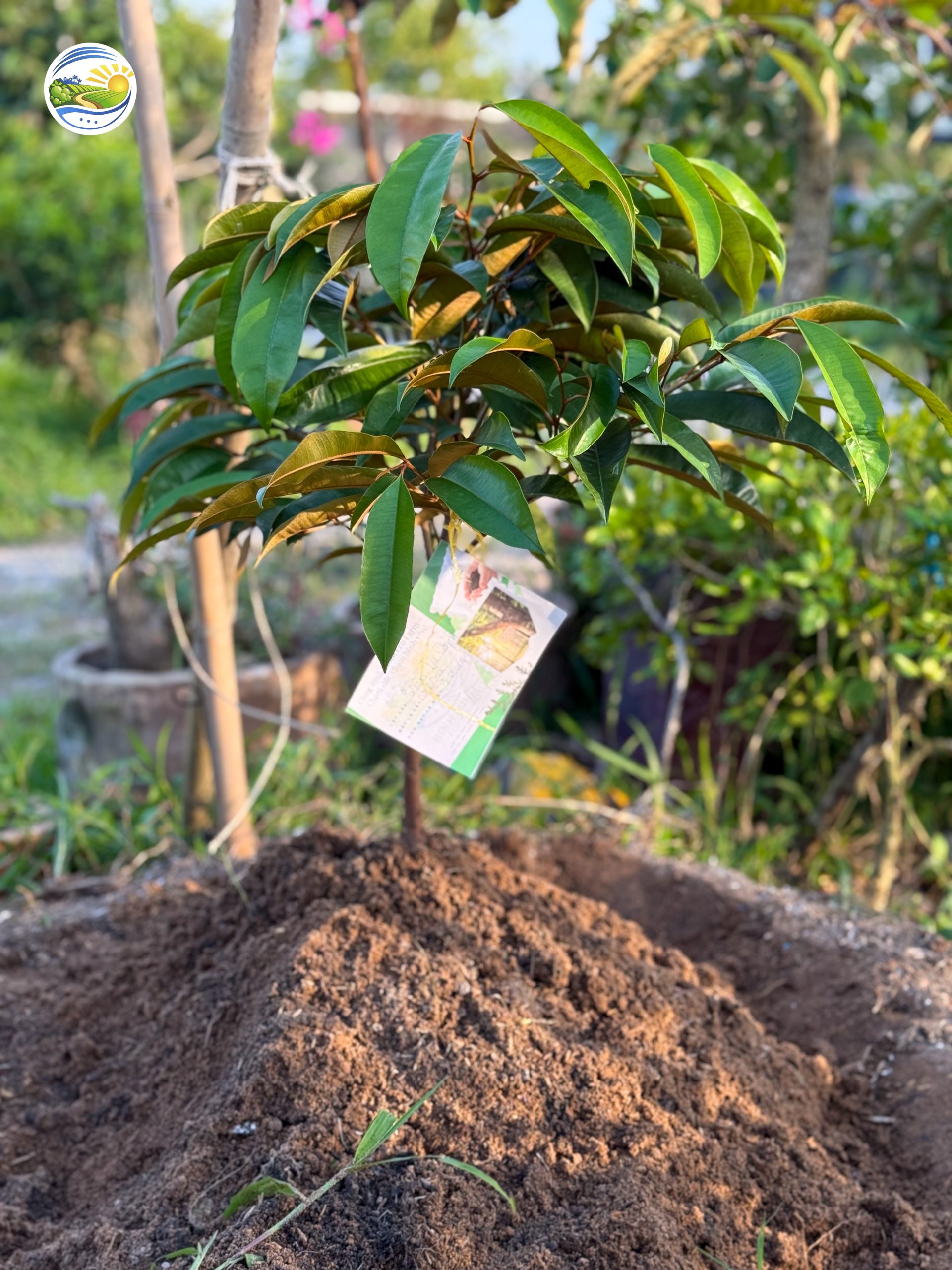 Một cây mới đang phát triển