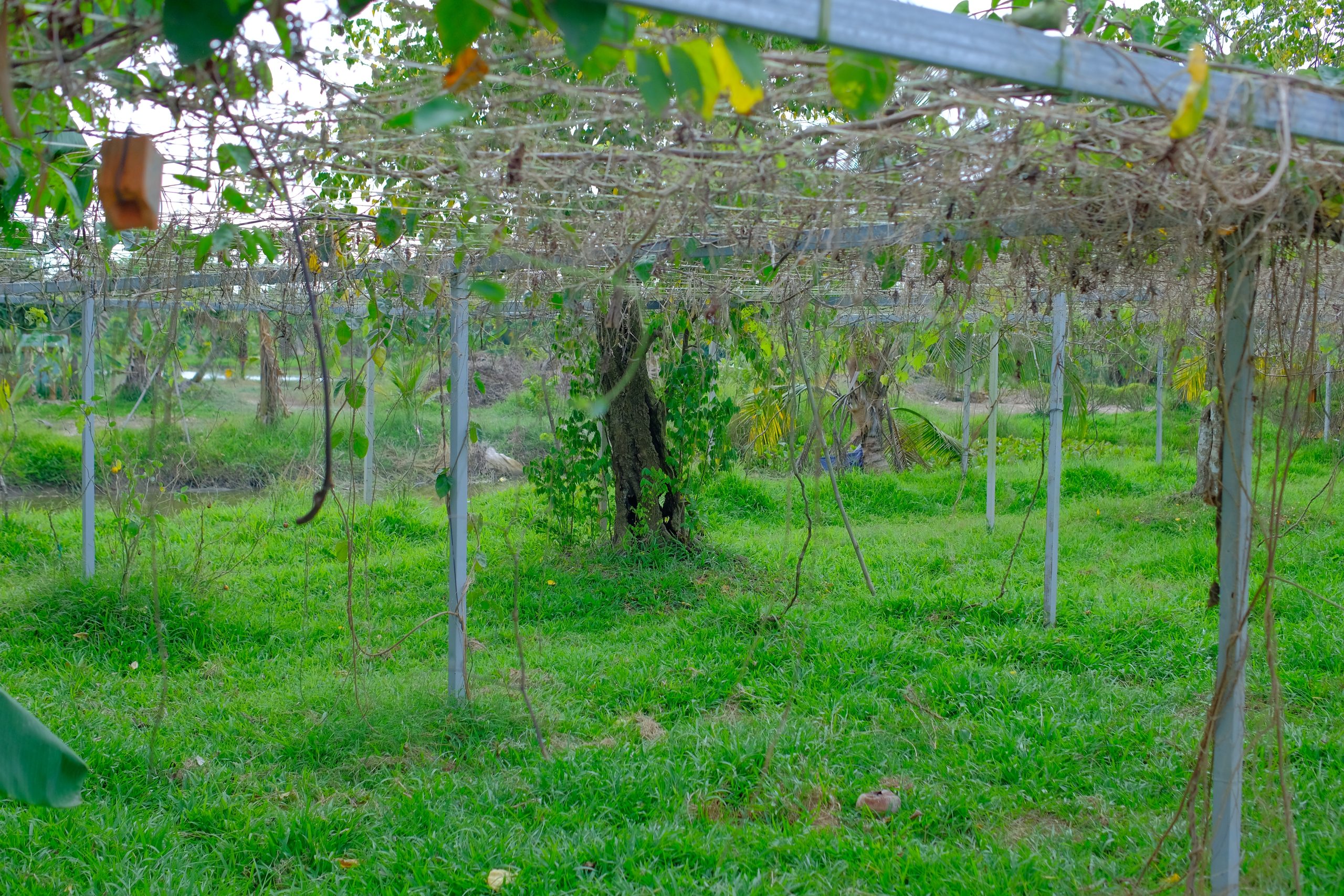 Khong gian xanh mat tai Farm