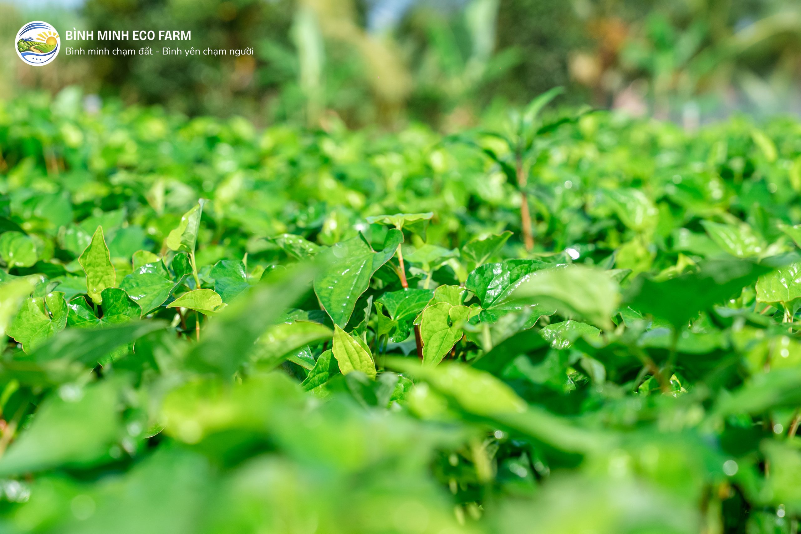 Rau diep ca xanh muot