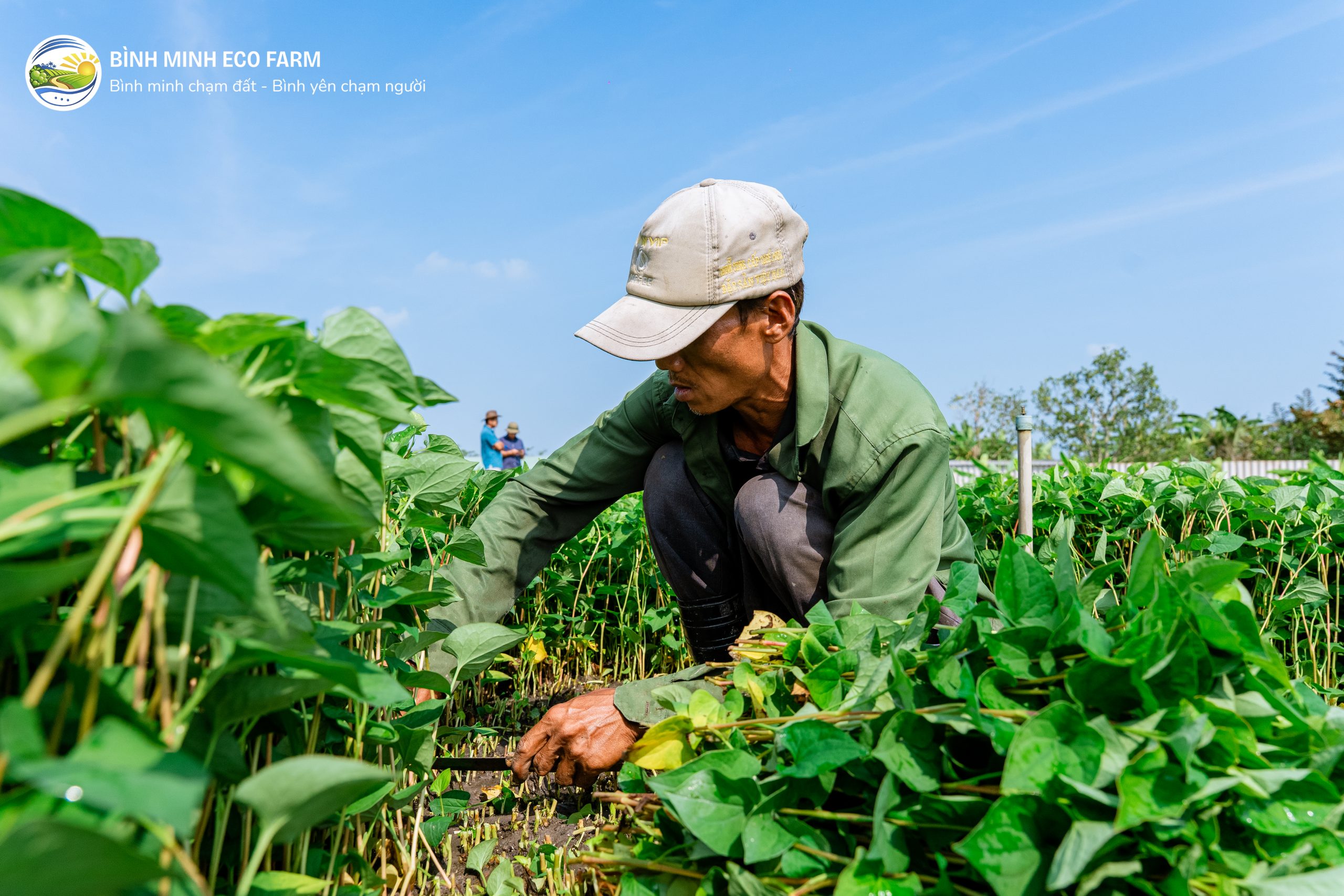 Canh dong rau diep ca