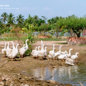 Vịt Bầu Thả Ao – Vịt Trang Trại