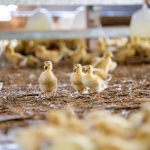 Gà Con Giống – Gà Con Khỏe Mạnh Từ Trang Trại