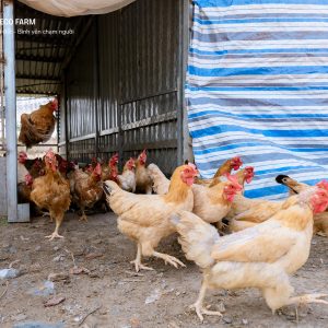 Gà Thịt Thả Vườn – Thịt Ngon Từ Trang Trại