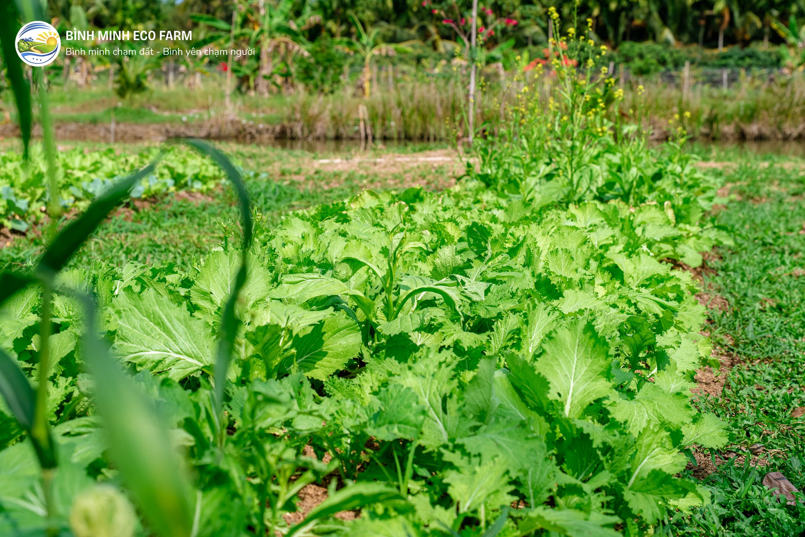 Rau phat trien tu nhien