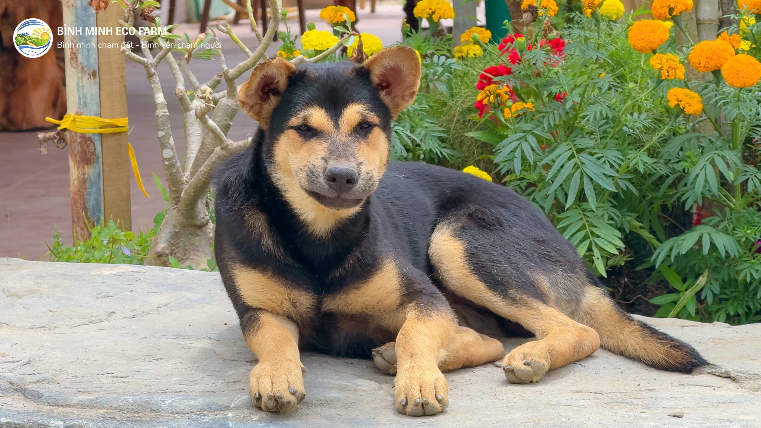 Cho o Binh Minh Eco Farm