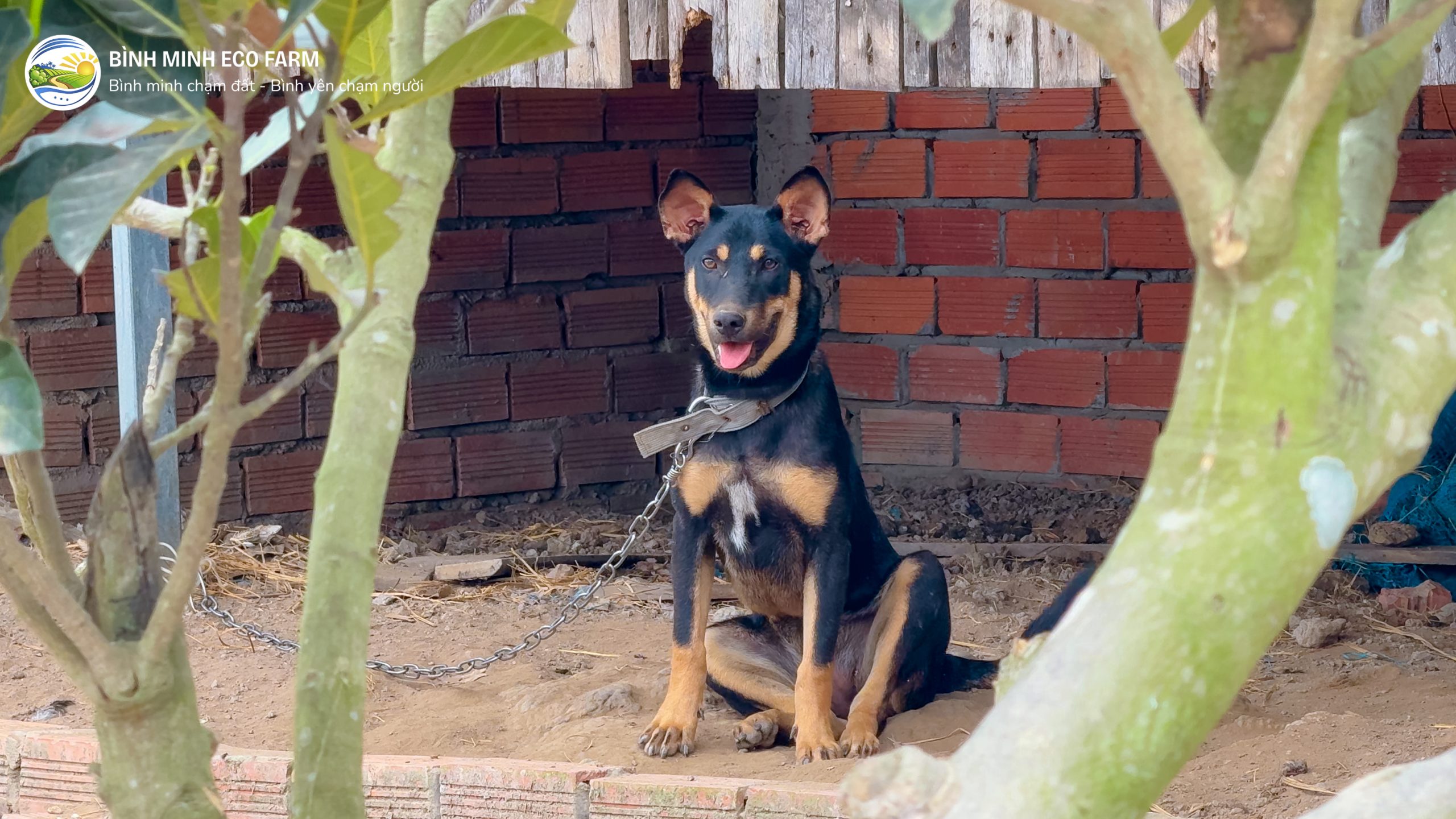 Cho chay nhay trong farm