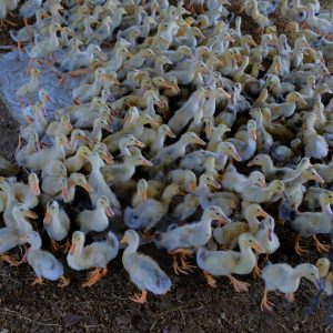 Vịt Con Giống – Vịt Con Khỏe Mạnh Từ Trang Trại