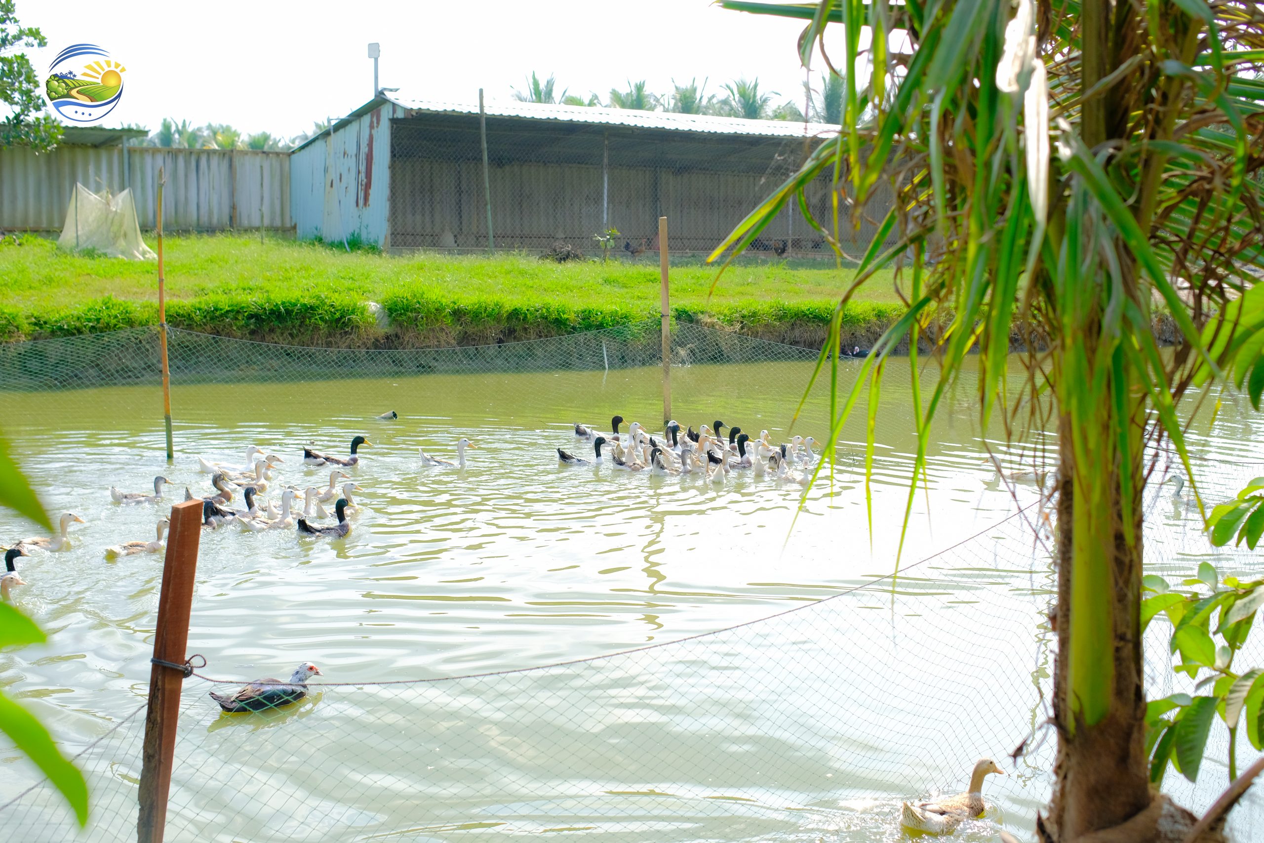 Dan vit tai Binh Minh Eco Farm