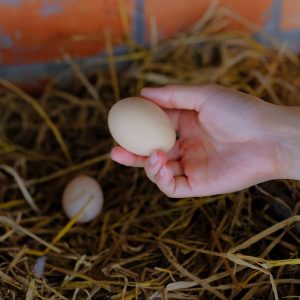 Trứng Gà Tươi