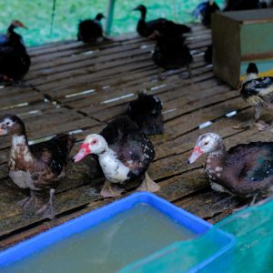 Vịt Thịt Xiêm Thả Vườn – Thịt Ngon Từ Trang Trại