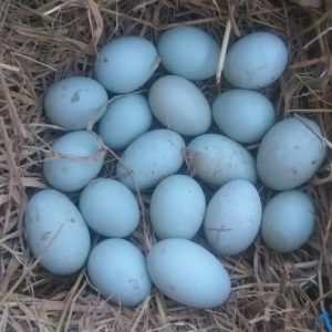 Trứng Vịt Tươi