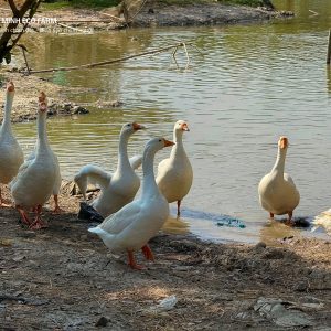 Ngỗng Trắng Nhà Vườn