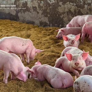 Heo con nhà vườn